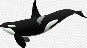Free online translation from french, russian, spanish, german, italian and a number of other languages into english and back, dictionary with transcription, pronunciation, and examples of usage. Killer Whale Whale Marine Mammal Mammal Png Pngegg