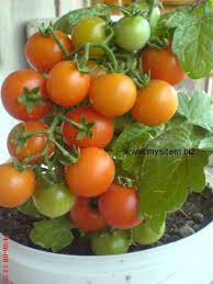 Saksida Domates Bizim Bahce Net Domatesler Saksi Sebze Yetistirme