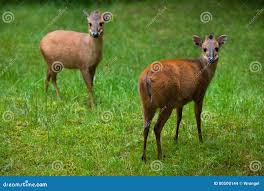 Image result for Cola natalensis