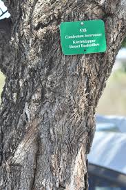 Image result for Combretum hereroense