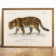 Carsbase has a great collection of jaguar car photos. Jaguar Print Antique Animal Painting Vintage Drawing Poster Etsy Animal Paintings Vintage Drawing Jaguar Print