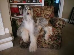 The afghan hound is a hound that is distinguished by its thick, fine, silky coat and its tail with a ring curl at the end. Afghan Hound Dog Breed S Loyal Temperament With Aristocrat Personality Sensitive But Independent