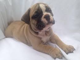 Welcome to french bulldog inc. English Bulldog Pets And Animals For Sale Orlando Fl