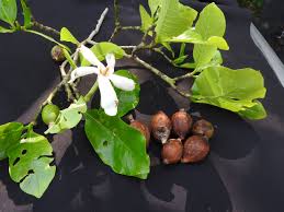 Image result for Gardenia resinifera