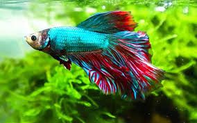These plants below are relatively easy to care for and are known to remove harmful ammonia from the water and more importantly add oxygen. Betta Fish Care Feeding Requirements Breeding Tank Mates Aquariumnexus
