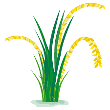 Kami memberikan kumpulan gambar untuk diwarnai dalam berbagai kategori dan salah satunya adalah kategori gambar mew. Free Download Cartoon Palm Tree Png Cleanpng Kisspng