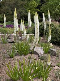 Eremurus Himalaicus Himalaya Steppenkerze In 2020 Steppenkerze Pflanzen Bepflanzung