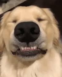 44,405 views, 260 upvotes, 8 comments. Smiling Dogs Gifs 30 Animated Pics Of Cute Dog Smiles