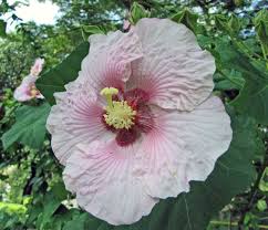 Image result for Hibiscus mutatus