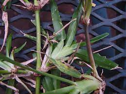 The broadleaf grass spreads through runners that reach out across a. Plantanswers Plant Answers Be Sure You Are Getting Floratam St Augustine Grass