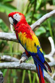 Scarlet Macaw Ara Macao In Nature Surrounding Bird Park Ubud Bali Indonesia Parrot Macaw Macaw Parrot