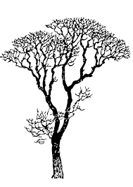 Tree templates #bare #tree #drawing #baretreedrawing free tree templates and tree printables for your school projects and creative crafts. Coloring Page Bare Tree Free Printable Coloring Pages Img 17318