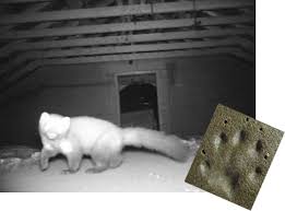 Ein marder ist bei mir eingezogen! Den Marder Auf Dem Dachboden Wieder Loswerden Bauen De