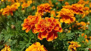 If rabbits are the cause of your damaged and destroyed marigolds, a fence may be the best deterrent. Can Rabbits Eat Marigolds We Re All About Pets