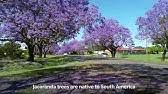 Maybe you would like to learn more about one of these? This Dwarf Jacaranda Is A Great Accent For Your Yard Youtube