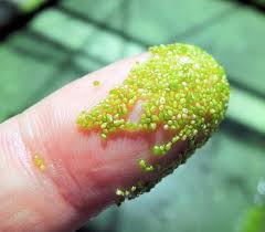 Image result for Wolffia