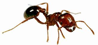 Image result for Why Worker Ants Huddle Close Together With Soldier Ant In Corner Of Plastic Envelope?