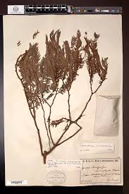 Image result for Brachystegia microphylla