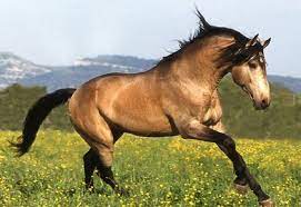 We did not find results for: 20 Of The Rarest And Most Beautiful Horse Breeds In The World