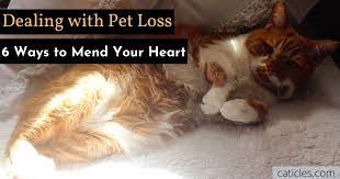 I've witnessed a lot of cats purring when they're dying, and when they're being put to sleep. My Cat Died And I Feel Guilty 8 Ways To Process Grief