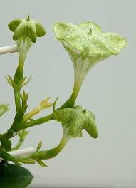Image result for Ceropegia schultzei