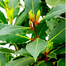Image result for bay leaf bush foto