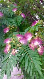 Mimosa Pudica Tree Flowering Trees Mimosa Tree Mimosa Flower