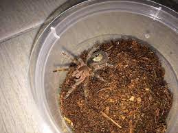Chaco golden knee tarantula (grammostola pulchripes) sling feeding. Chaco Golden Knee Tarantula Feeding Video 1 Mealworm Juice Youtube