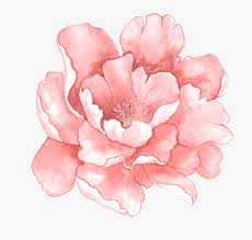 Blush pink watercolor flowers png. Transparent Watercolor Clipart Pink Watercolor Flower Png Png Download Transparent Png Image Pngitem