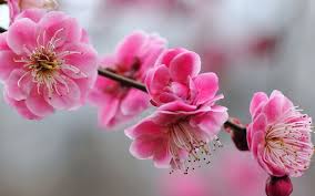 Maybe you would like to learn more about one of these? Fondos De Pantalla Femeninos Fondosmil