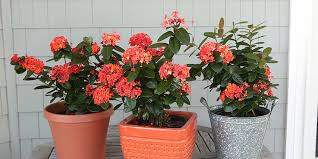 Image result for Ixora sp. A