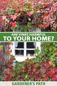 They grow long branches with no means of climbing and must be tied and trained by the gardener. Are Vines Harmful To Your Home Gardener S Path