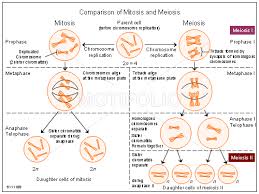 Comparison Of Mitosis And Meiosis Illustrations