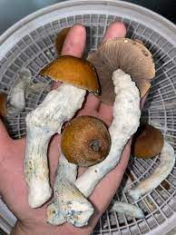 We did not find results for: Blue Magnolia Classics This Is A Variety That Was Found On A Bale Of Wheat Straw In Mississippi A Print Was Taken And Sent To Two Members Of The Community