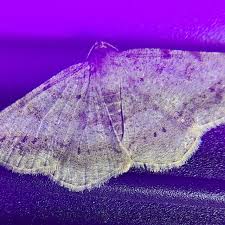 Image result for Dignathia gracilis