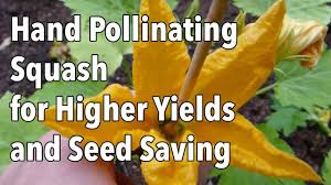 With your finger or a cotton swab, gently rub against the stamen of the male flower. How To Hand Pollinate Squash Video Old Farmer S Almanac