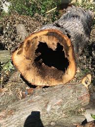 Are you looking for expert tree remove in the st. Tree Stump Removal Service St Paul Mn