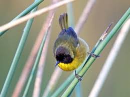 Image result for Isoglossa punctata