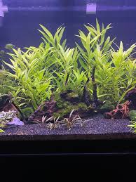 Image result for Hygrophila