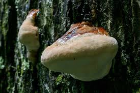 Image result for Ganoderma tsugae