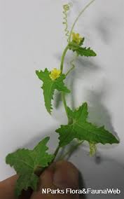 Image result for Cucumis maderaspatanus