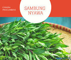 Daun tempuyung adalah salah satu jenis daun dari tanaman yang dianggap multifungsi. Makan Ulam Adakah Ia Bermanfaat Terhadap Kesihatan