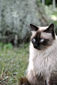 Like most cat breeds, the siamese's true origins are cloaked in mystery. Siamese Cat Or Persian Cat British Shorthair