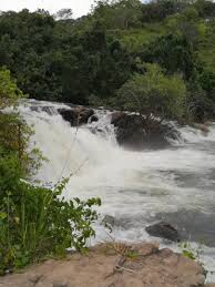 Image result for Zygotritonia atropurpurea