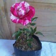 Paket tanaman hias geranium 2 pcs, warna bunga bisa dipilihrp30.000: Jual Tanaman Hias Murah Terlengkap Pusat Bibit Benih Tanaman Hias