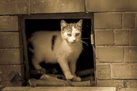 Hyde moves back with the formans. Why Do Cats Like Basements The Interesting Reason Faqcats Com