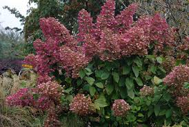 Image result for Gaertnera paniculata