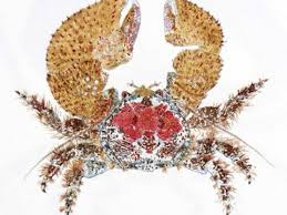 Invertebrates are classified into phyla based on their symmetry and body plan. Animals Without Backbones Invertebrates Archives Learning Portal
