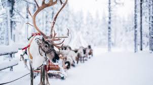 Santa claus riding sleigh template illustration. Reindeer Sleigh Rides In Rovaniemi Lapland With Santa Claus Reindeer