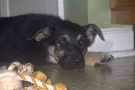 This is why training should be short and fun. At What Age Should I Start Training My Puppy Peaceable Paws